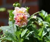 Garden Foofy by tigger3, photography->flowers gallery