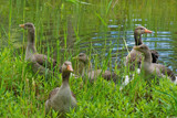 "We are Family" by Ramad, photography->birds gallery