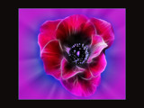 Flower Power by LynEve, Photography->Manipulation gallery