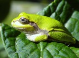 Green Tree Frog by sunny184, photography->reptiles/amphibians gallery