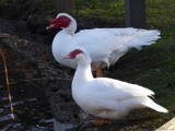 Muscovy Friends by LynEve, photography->birds gallery