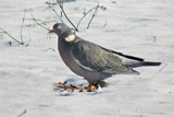 Frozen Bird by Ramad, photography->birds gallery