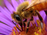 Sweet as Honey by ImmortalSun, Photography->Insects/Spiders gallery
