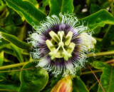 Passionflower by Rahjure, photography->flowers gallery