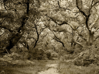 Click here to view at full resolution.