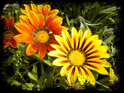 Click here to view at full resolution.