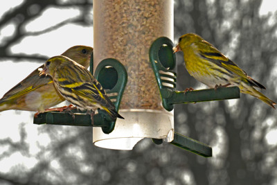 Click here to view at full resolution.