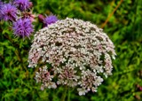 flowers by gaeljet2, Photography->Flowers gallery