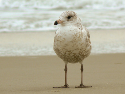 Click here to view at full resolution.