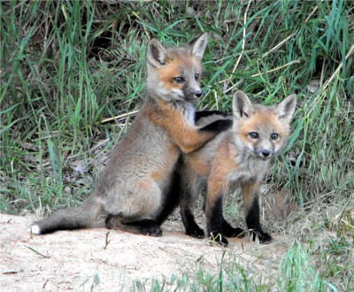 Click here to view at full resolution.