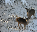 Snow Deer by KT11109, Photography->Animals gallery