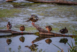 King of the Log by Pistos, photography->birds gallery