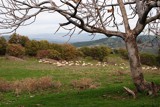 Sheep by elektronist, photography->animals gallery