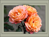 Full Blown by LynEve, Photography->Flowers gallery