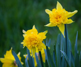 Frilly Daffodils by Pistos, photography->flowers gallery