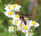Flower Wasp by Tomeast, photography->macro gallery