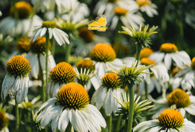 Click here to view at full resolution.