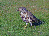 Meadow Pipit by Ramad, photography->birds gallery