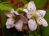 Blackberry flowers by annie100, Photography->Flowers gallery