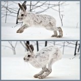 "On The Run" by icedancer, photography->animals gallery