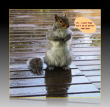 A Critter Card for Susanne by mesmerized, photography->manipulation gallery A Critter Card for Susanne by mesmerized, photography->manipulation gallery
