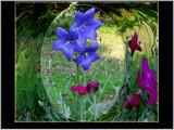 Blue Balloon Flowers by aiced, Photography->Flowers gallery