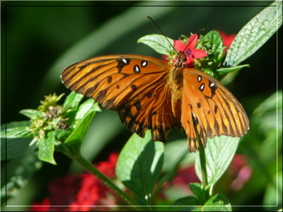 Click here to view at full resolution.