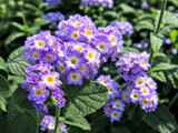 Lantana by trixxie17, photography->flowers gallery