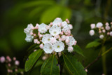 Mountain Laurel by Pistos, photography->flowers gallery