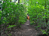 In The Woods by Ramad, photography->nature gallery