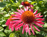 Last Coneflower by trixxie17, photography->flowers gallery