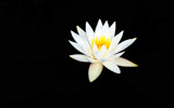 Lily Star by Tomeast, photography->flowers gallery