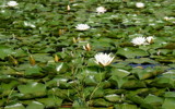 Lily Pads by Tomeast, photography->flowers gallery