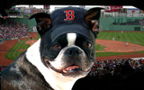 True Red Sox Fan by Foxfire66, Photography->Manipulation gallery