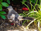 Listen to the Mockingbird by bfrank, photography->birds gallery