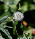 This Dandy Aint Lion by vangoughs, photography->nature gallery