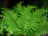 Graceful Ferns by LynEve, photography->nature gallery