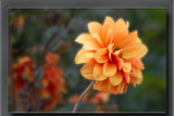 Dahlia Framed by Ramad, photography->flowers gallery