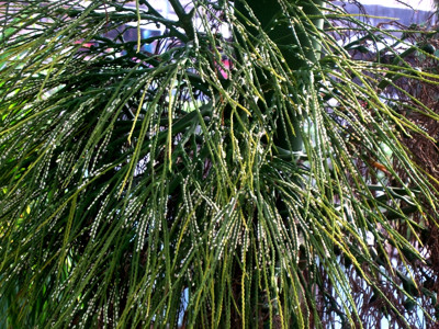 Click here to view at full resolution.