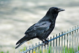Clever but ... by Ramad, photography->birds gallery