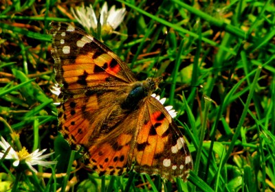 Click here to view at full resolution.