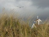 Seagull and Steeple by texasaggie, Photography->Places of worship gallery