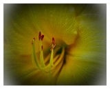 Up Close and Personal by vangoughs, Photography->Flowers gallery