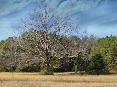 Click here to view at full resolution.