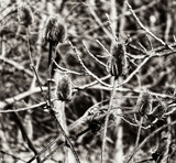 Cockle Burr by trixxie17, photography->nature gallery