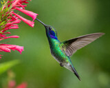 Foofy Friday a.i by tigger3, computer-> a.i. gallery