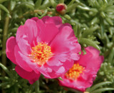 Portulaca by trixxie17, photography->flowers gallery