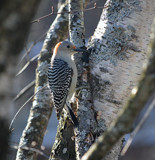 "Just Hanging Around" by icedancer, photography->birds gallery