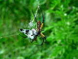 Lunch by cirquegoddess, photography->insects/spiders gallery