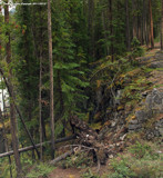 Mountain Forest by doughlas, photography->landscape gallery